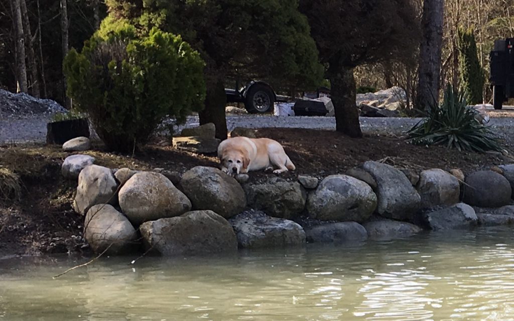 pond and rock wall with dog